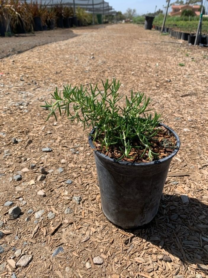 Photo for Rosmarinus officinalis (Rosemary)