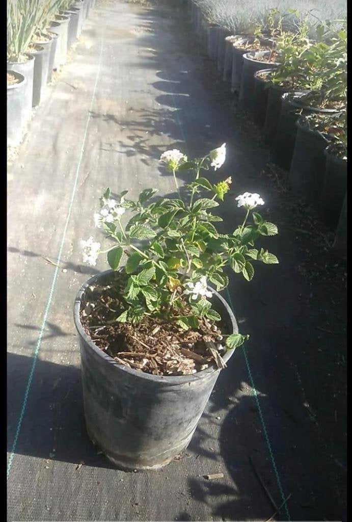 Photo for Lantana montevidensis 'White Lightning' (Pure White Lantana)