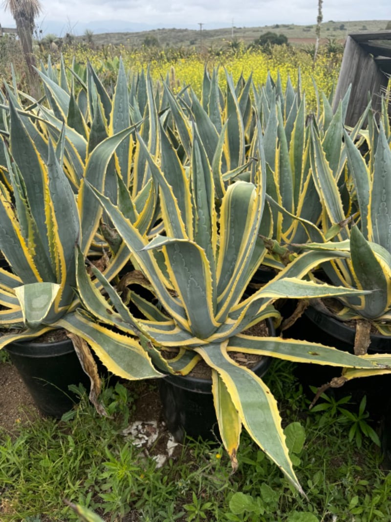 Photo for Agave americana 'Variegata' (Variegated Century Plant)