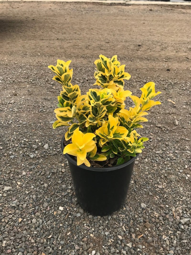 Photo for Euonymus japonicus 'Aureo-marginatus' (Golden Euonymus)