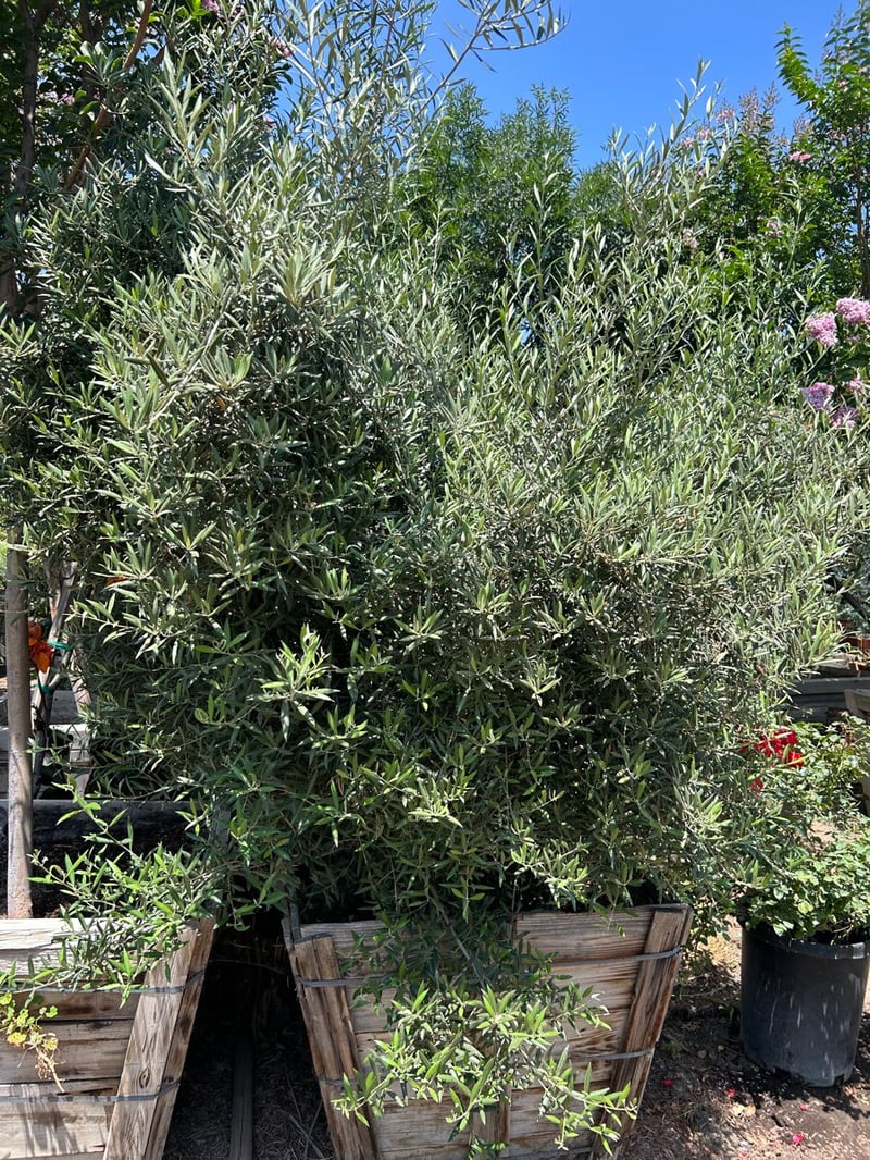 Photo for Olea europaea 'Wilsonii' (Low Branch) (Wilsonii Fruitless Olive)