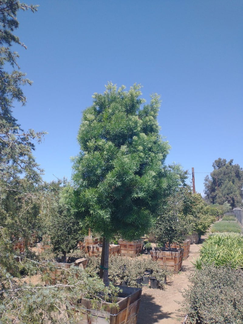 Photo for Podocarpus gracilior (Standard) (Fern Pine)