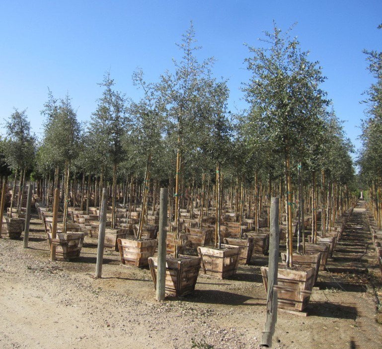 Photo for Quercus virginiana (Standard) (Southern Live Oak)