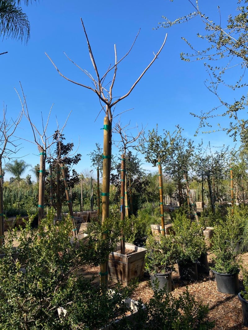 Photo for Pistacia chinensis (Standard) (Chinese Pistache)