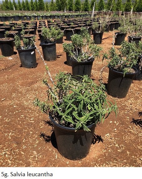 Photo for Salvia leucantha (Mexican Bush Sage, Velvet Sage)