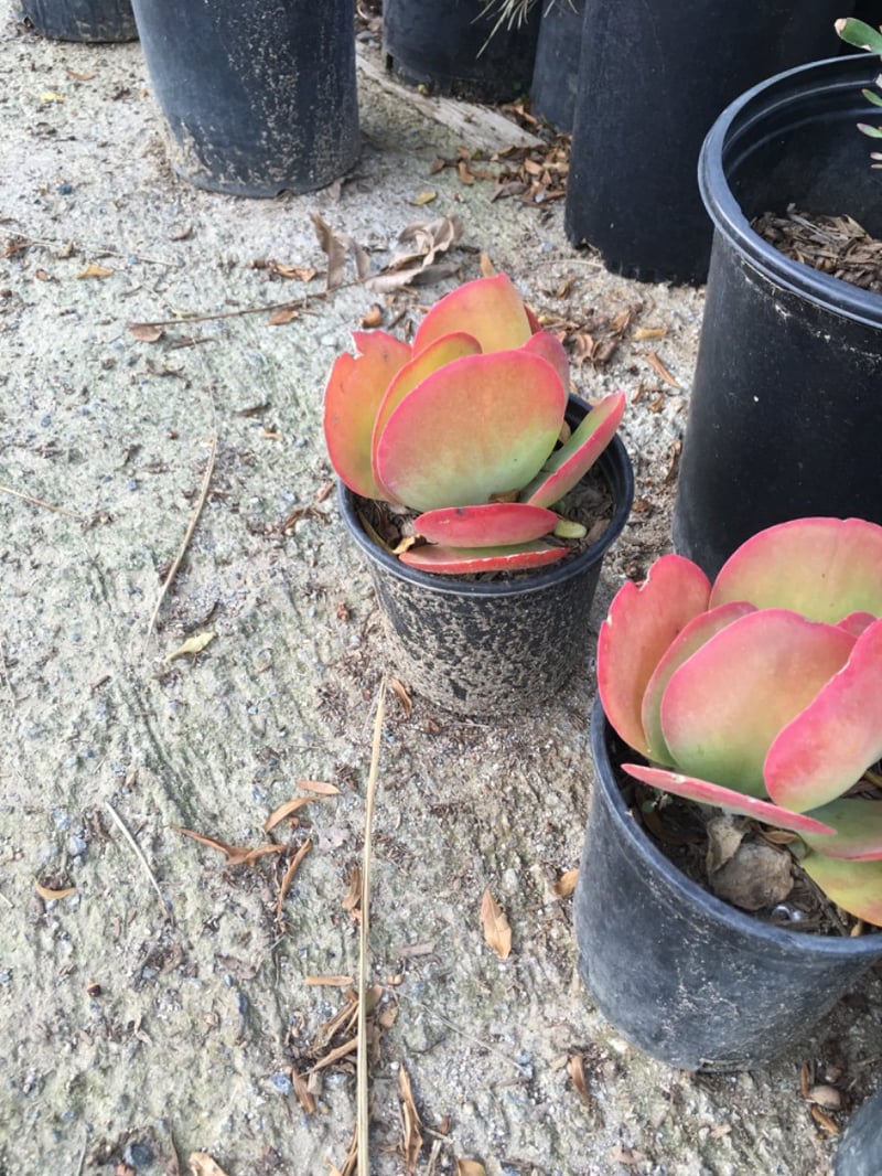 Photo for Kalanchoe luciae (Paddle Plant)
