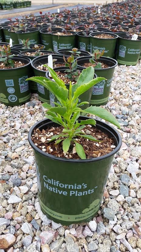 Photo for Penstemon spectabilis (Royal Beard Tongue)