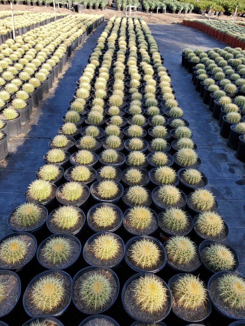 Photo for Echinocactus grussoni (Golden Barrel Cactus)