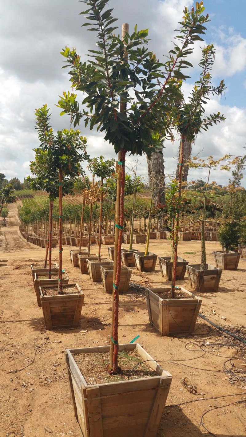 Photo for Arbutus 'Marina' (Standard) (Marina Strawberry Tree)