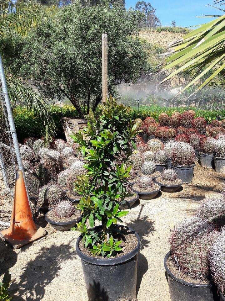 Photo for Elaeocarpus decipiens (Japanese Blueberry Tree)