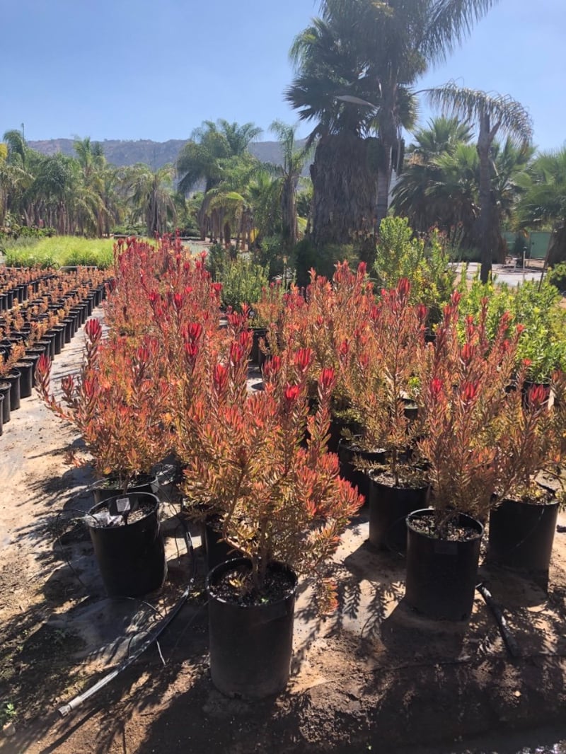 Photo for Leucadendron 'Jester' (Jester Conebush)