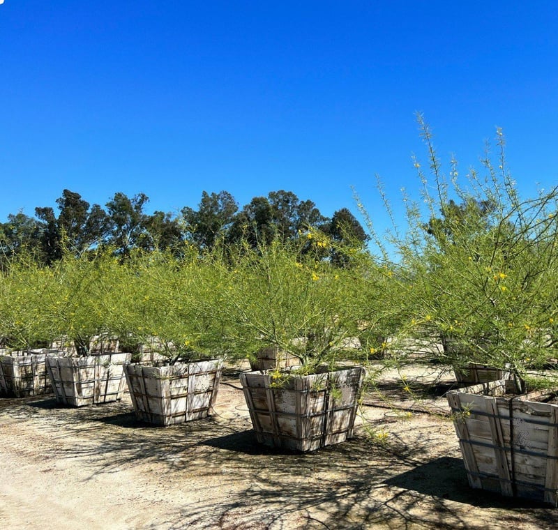 Photo for Cercidium 'Desert Museum' (Multi) (Desert Museum Palo Verde)