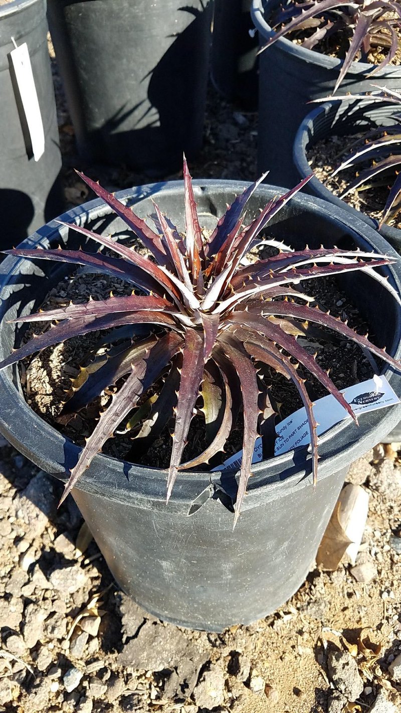 Photo for Dyckia platyphylla 'Grape Jelly' (Grape Jelly Bromeliad)