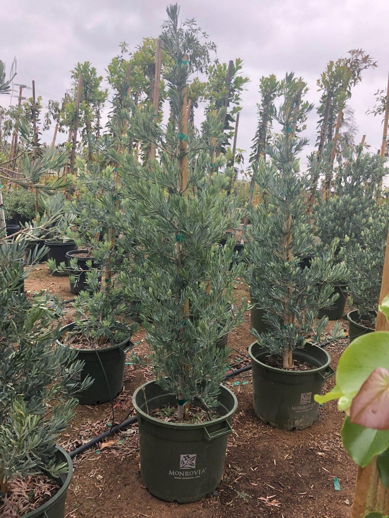 Photo for Podocarpus elongatus ‘Icee Blue' (Icee Blue Fern Pine)