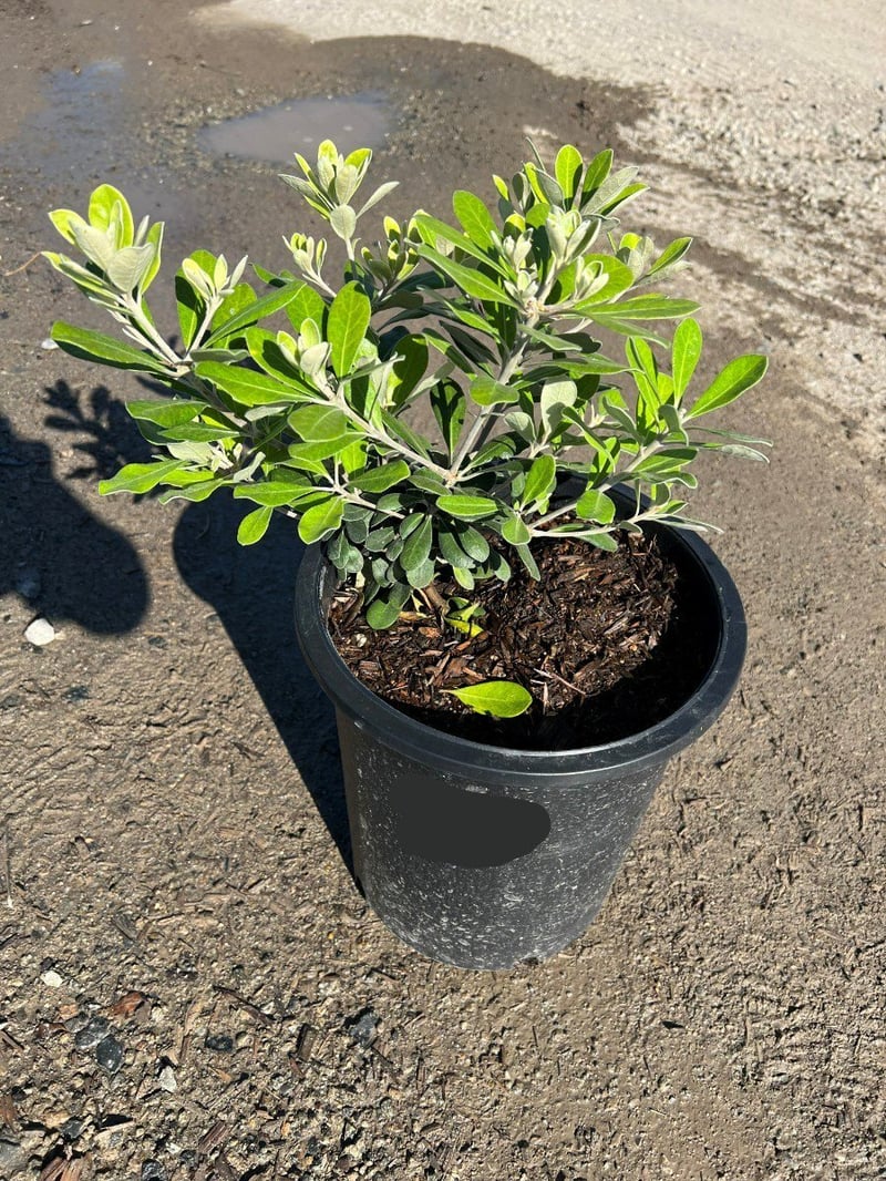 Photo for Pittosporum crassifolium 'Nana' (Karo Pittosporum)