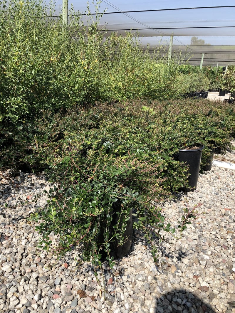 Photo for Arctostaphylos 'Emerald Carpet' ('Emerald Carpet' Manzanita)