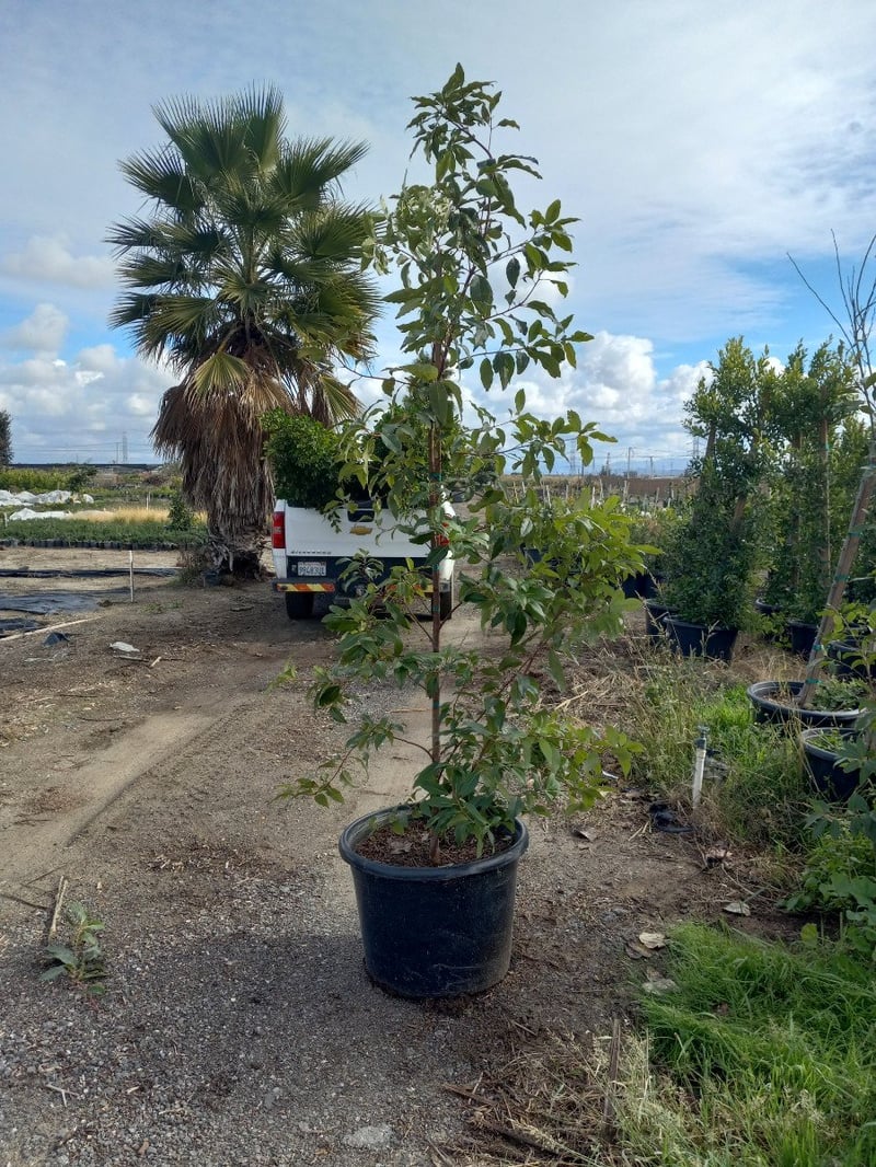 Photo for Lophostemon confertus (Brisbane Box)
