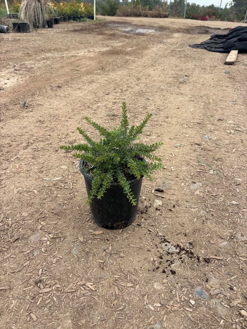 Photo for Grevillea lanigera 'Mt. Tamboritha' (Mt. Tamboritha Wooly Grevillea)