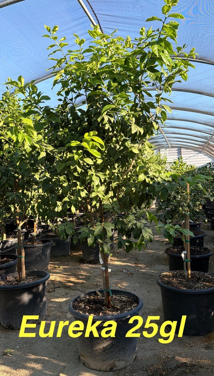 Photo for Citrus limon 'Eureka' (Eureka Lemon)