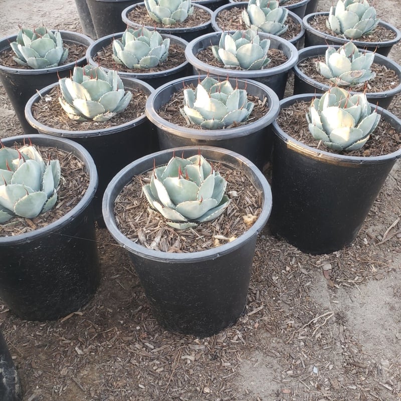 Photo for Agave parryi (Parry's Agave)