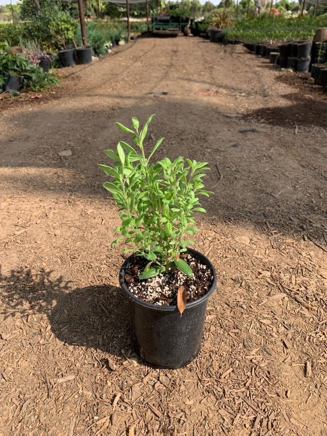 Photo for Galvezia speciosa ‘Firecracker’ (Firecracker Island Bush Snapdragon)
