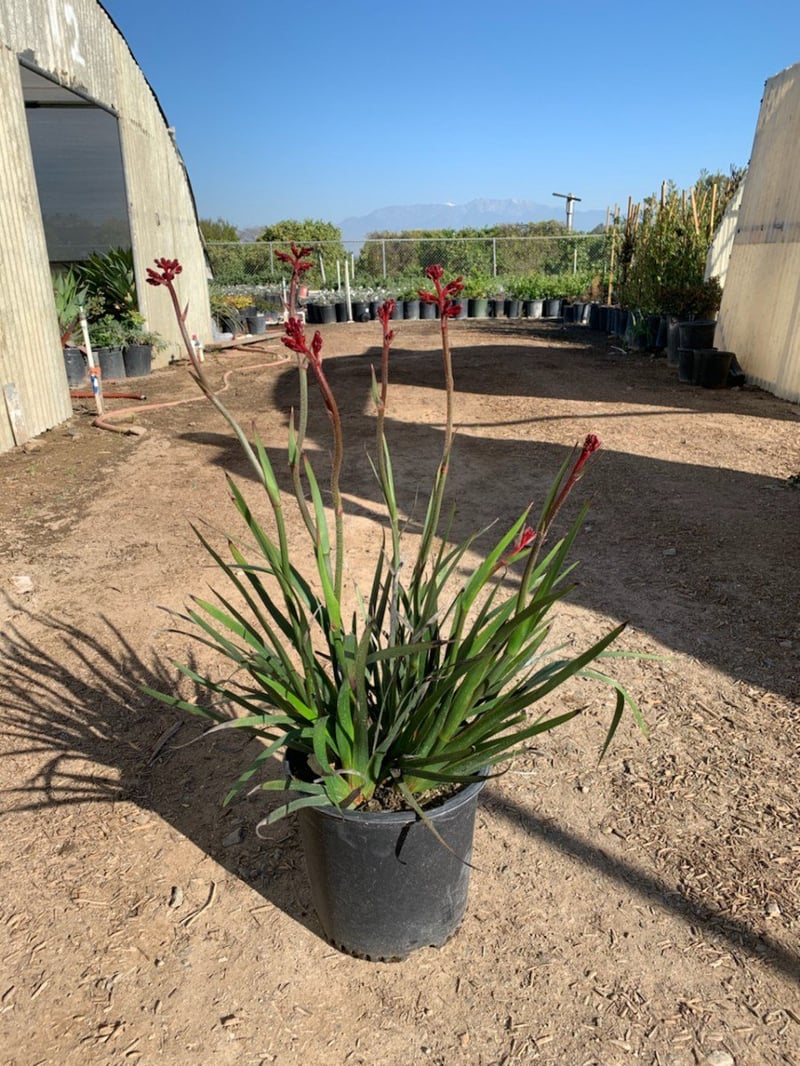 Photo for Anigozanthos 'Bush Sunset' (Bush Sunset Kangaroo Paw)