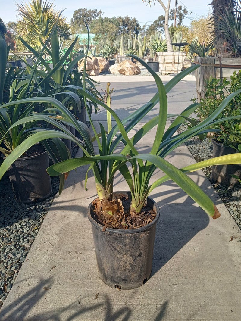 Photo for Clivia miniata 'San Marcos Yellow' (Yellow Clivia)