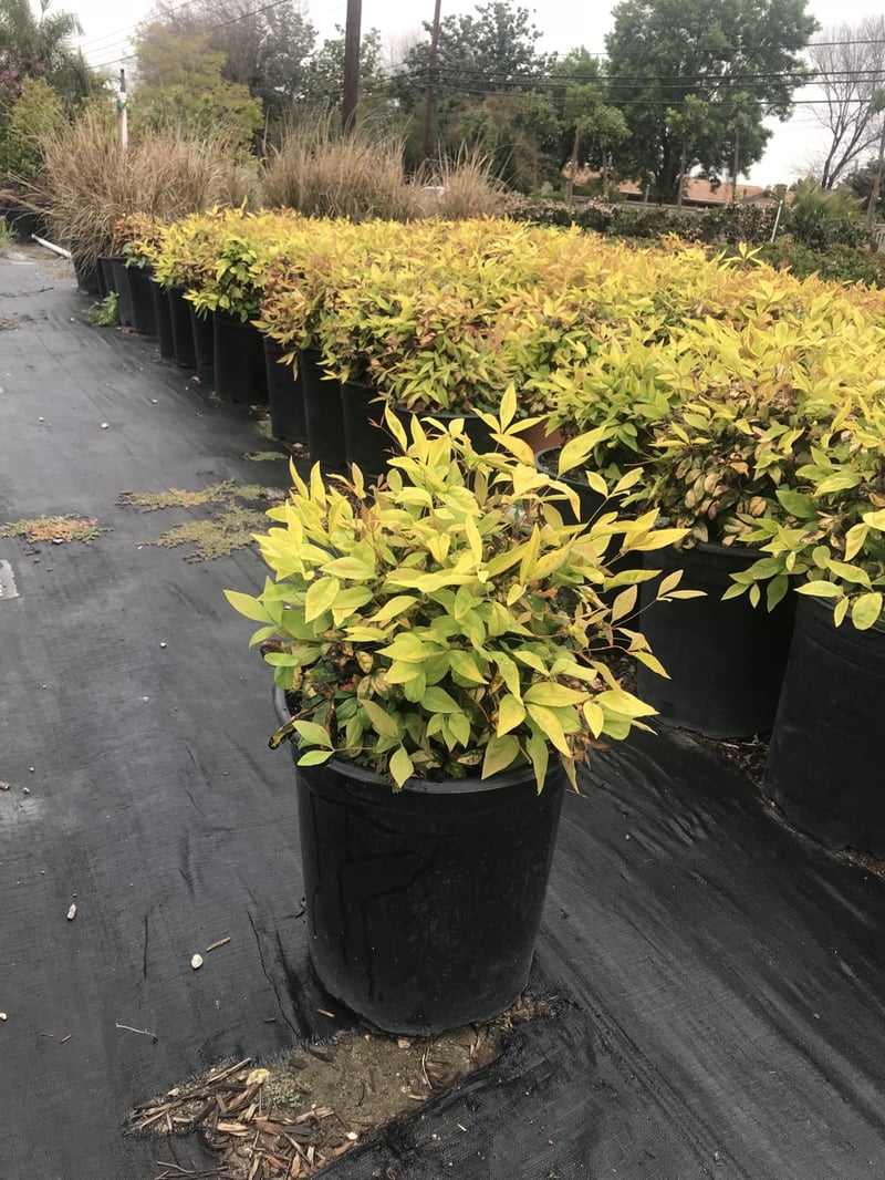 Photo for Nandina domestica 'Fire Power' (Fire Power Heavenly Bamboo)