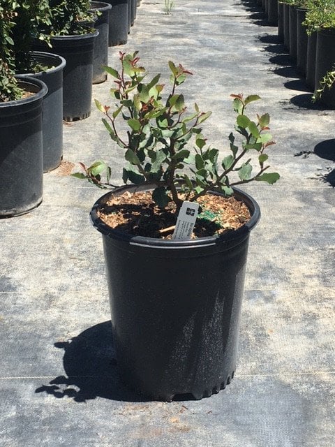 Photo for Rhus integrifolia (Lemonade Berry)