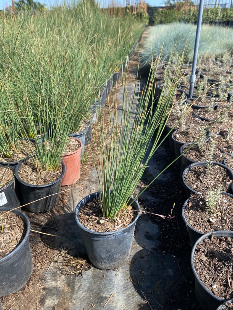 Photo for Juncus patens (California Grey Rush)