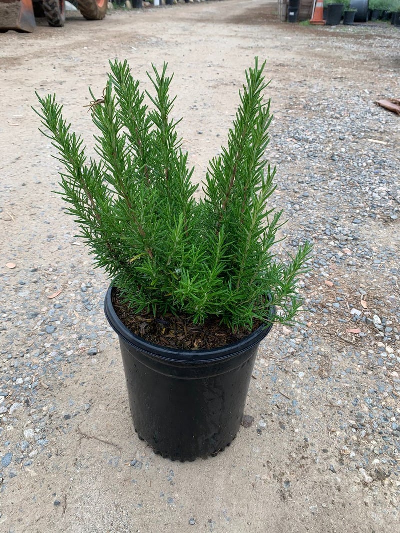 Photo for Rosemary officinalis 'Upright' (Upright Rosemary)