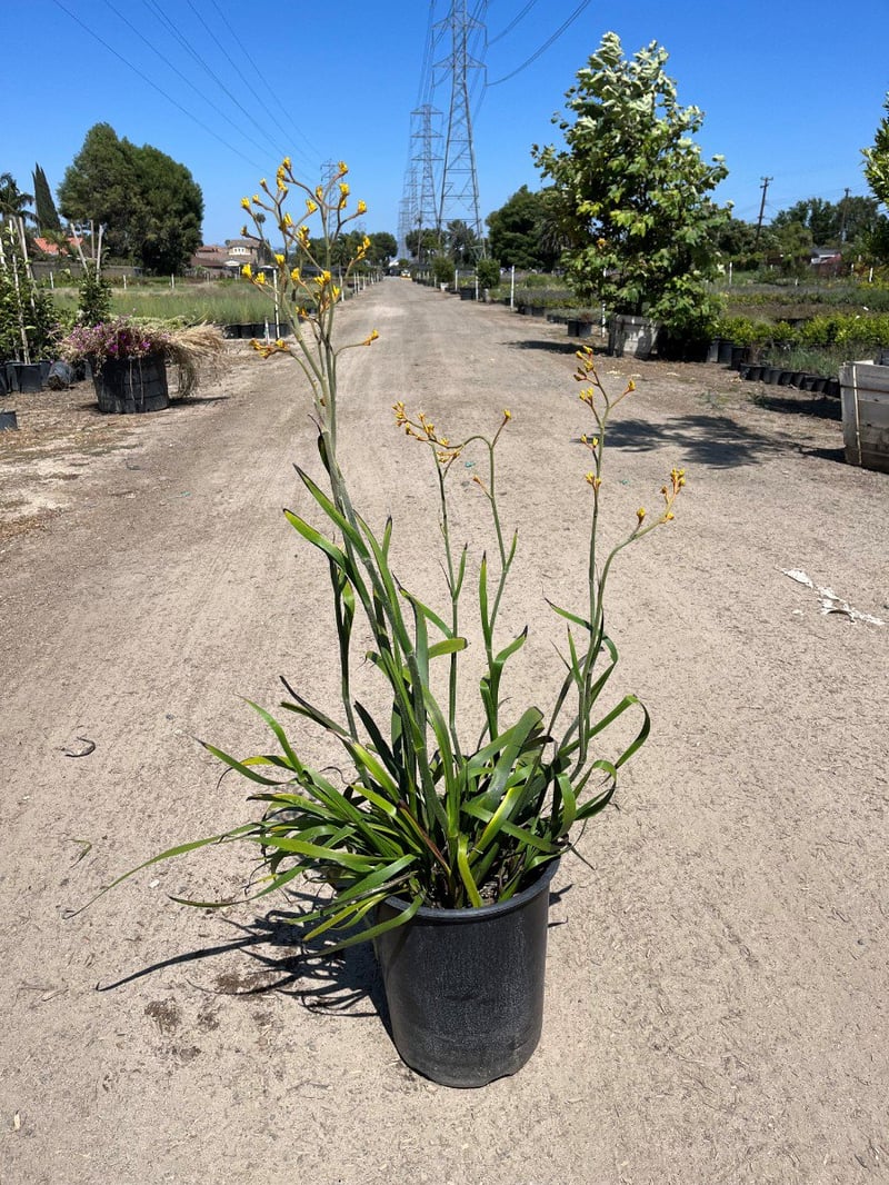 Photo for Anigozanthos 'Harmony' (Harmony Gold Kangaroo Paw)