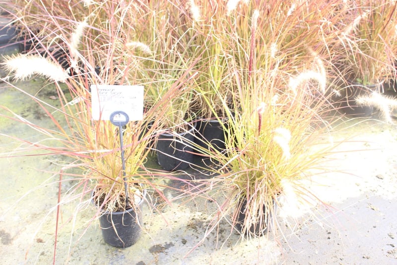 Photo for Pennisetum 'Eaton Canyon' (Dwarf Red Fountain Grass)