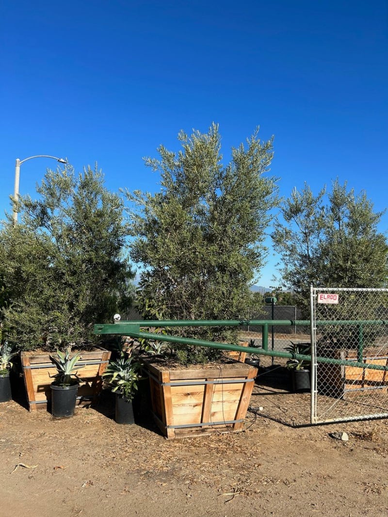 Photo for Olea europaea 'Manzanillo' (Manzanillo Olive)