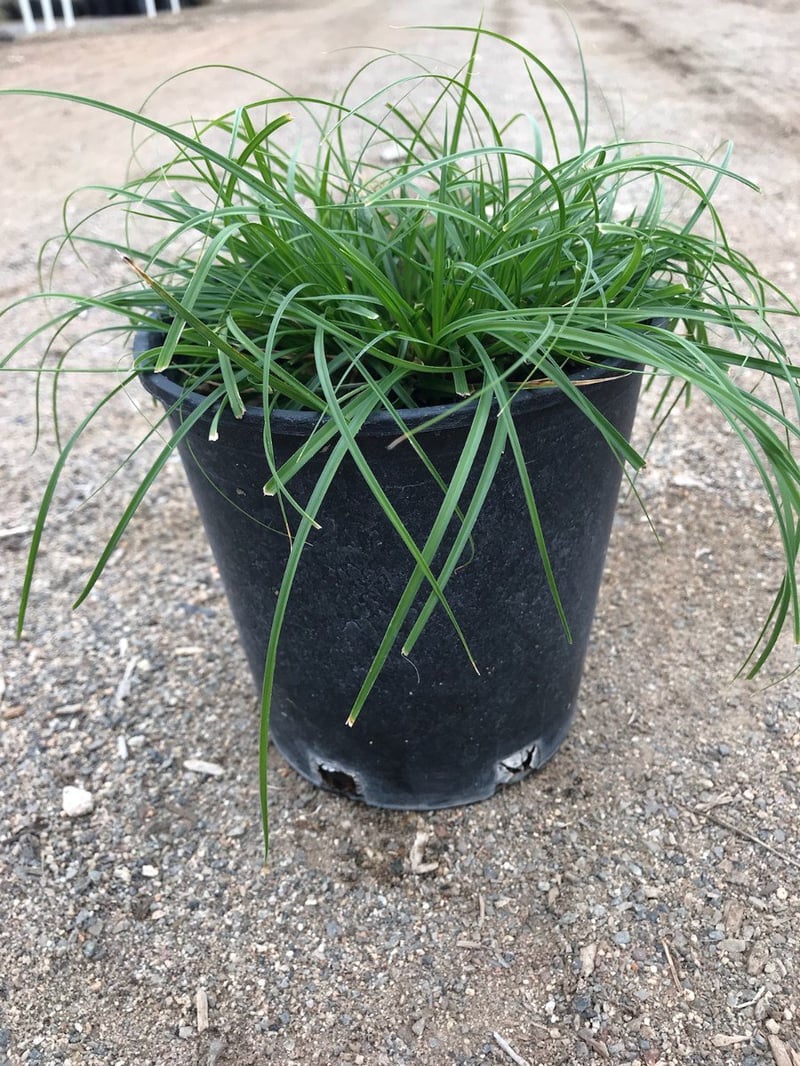 Photo for Carex tumulicola (Foothill Sedge)