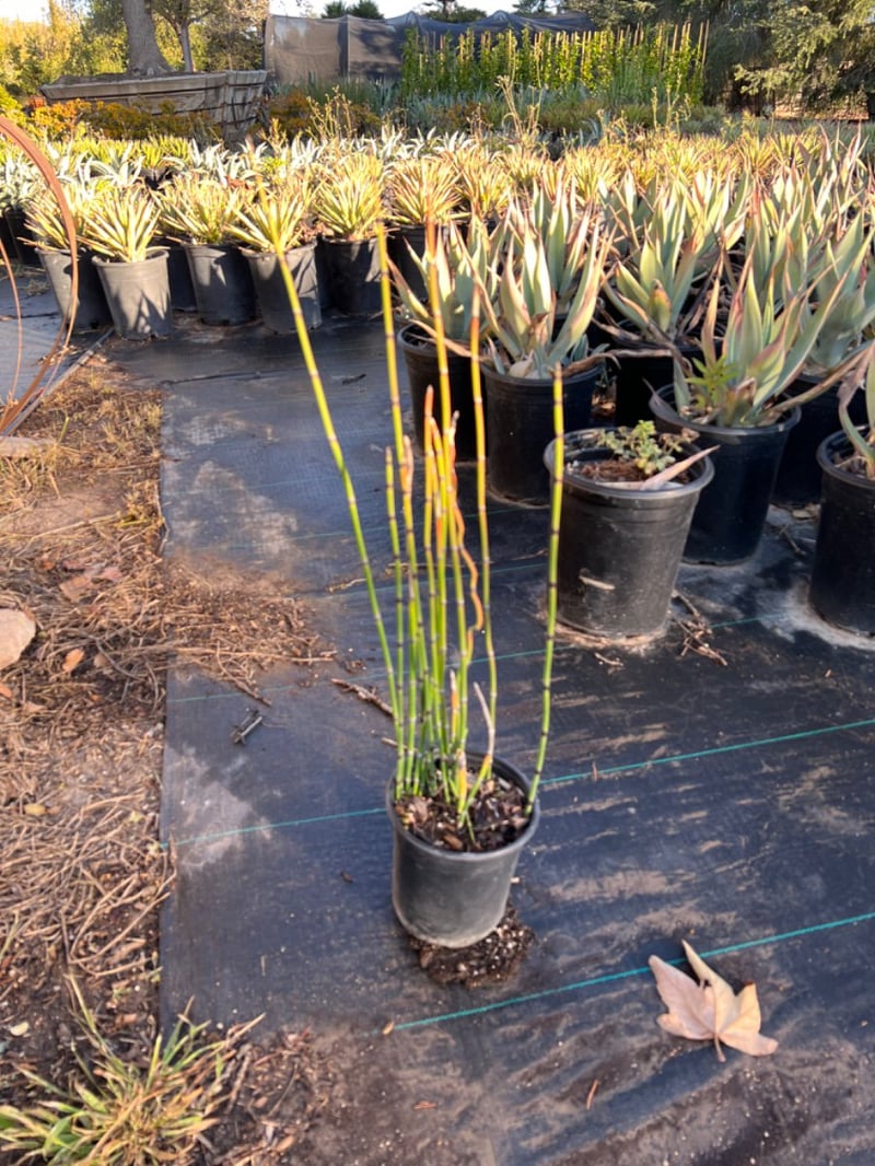 Photo for Equisetum hyemale (Winter Scouring Rush)