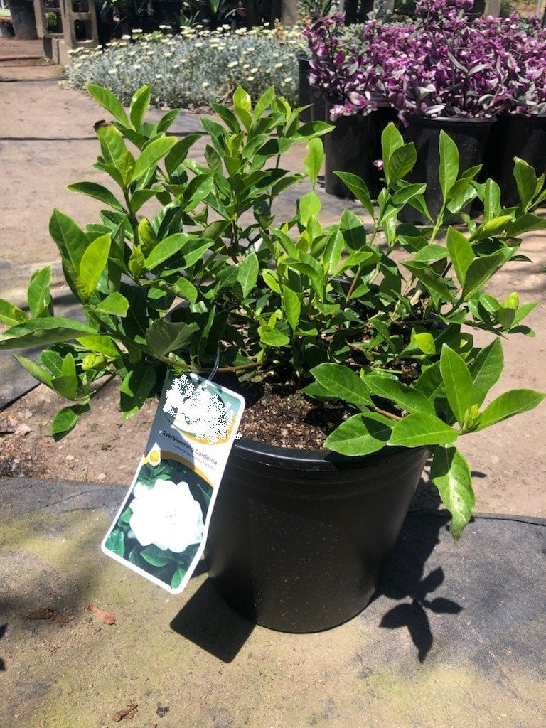 Photo for Gardenia jasminoides 'Veitchii' (Everblooming Gardenia)