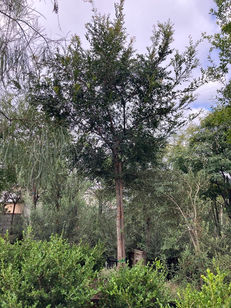 Photo for Ulmus parvifolia 'Drake' (Drake's Chinese Elm)