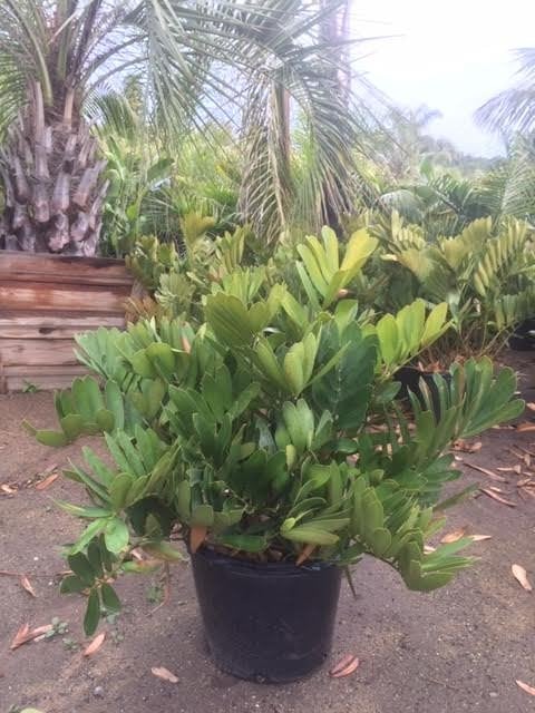 Photo for Zamia furfuracea (Sago Cycas, Cardboard Palm)