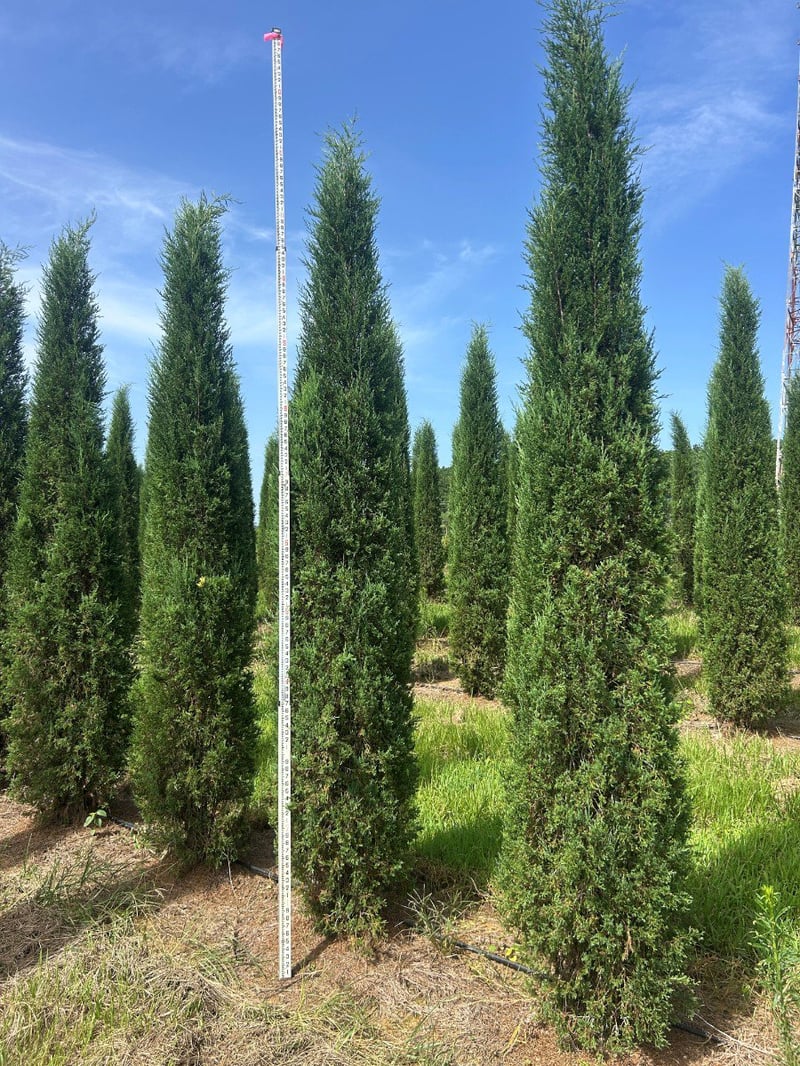 Photo for Juniperus virginiana 'Taylor' (Taylor Juniper)