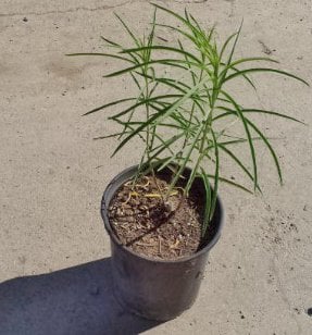 Photo for Asclepias (Any variety) (Milkweed, Butterflyweed)