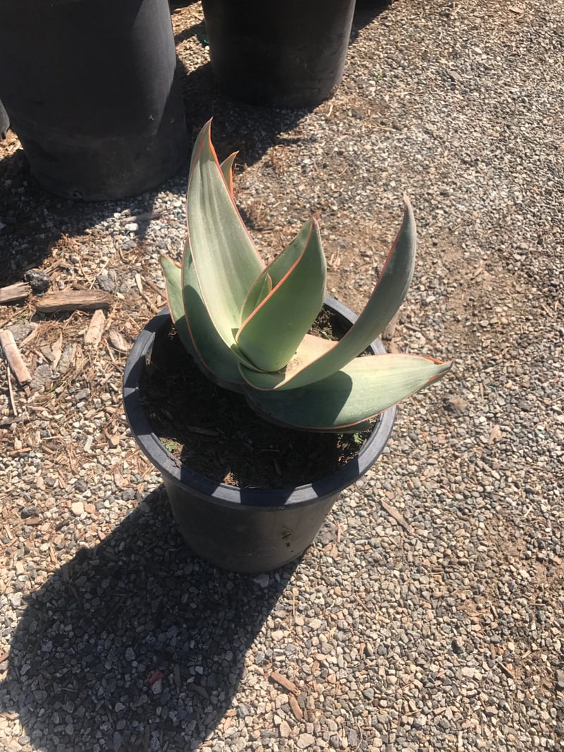 Photo for Aloe striata (Coral Aloe)