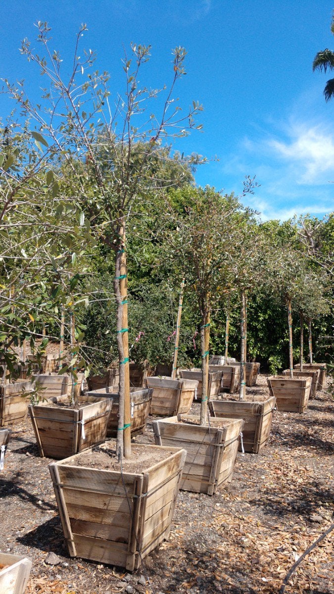 Photo for Quercus virginiana (Standard) (Southern Live Oak)