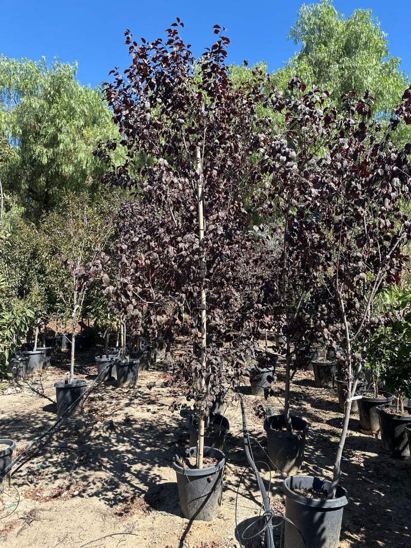 Photo for Prunus cerasifera 'Krauter Vesuvius' (Standard) (Krauter Vesuvius Cherry Plum)