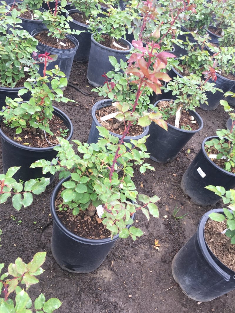 Photo for Rosa Mister Lincoln (Tree Form) (Mister Lincoln Rose)