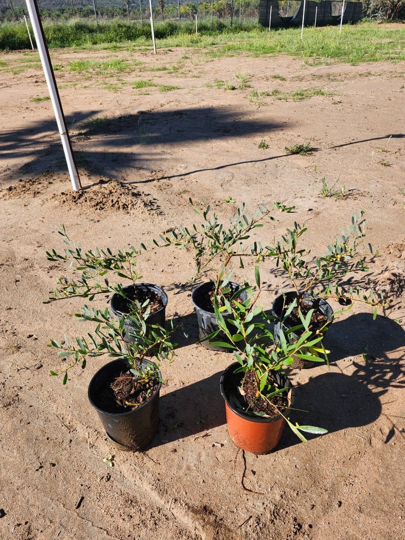 Photo for Acacia redolens 'Low Boy' (Prostrate Acacia)