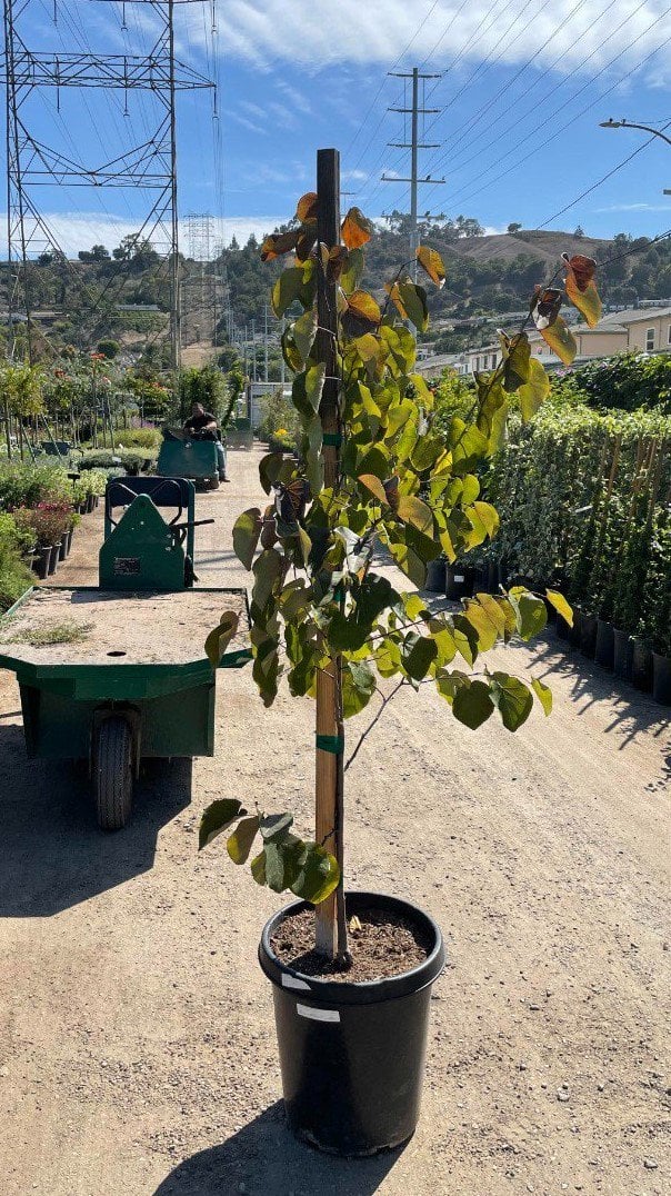 Photo for Cercis canadensis (Standard) (Eastern Redbud)