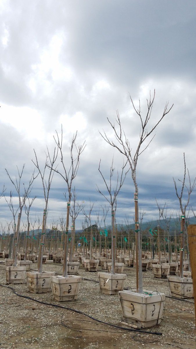 Photo for Koelreuteria bipinnata (Chinese Flame Tree)