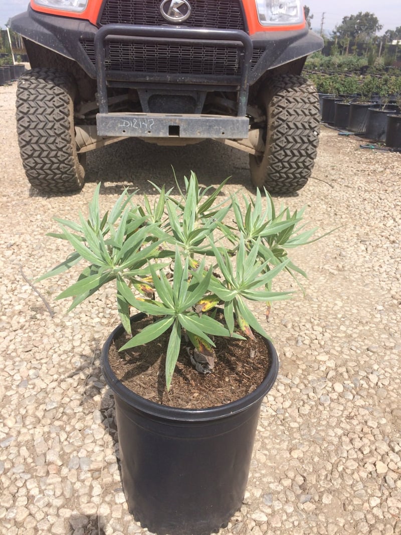 Photo for Echium candicans (E. fastuosum) (Pride of Madeira)