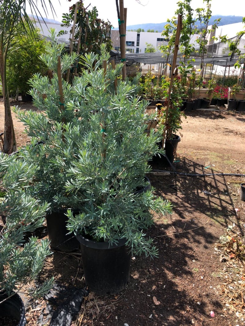 Photo for Podocarpus elongatus ‘Icee Blue' (Icee Blue Fern Pine)